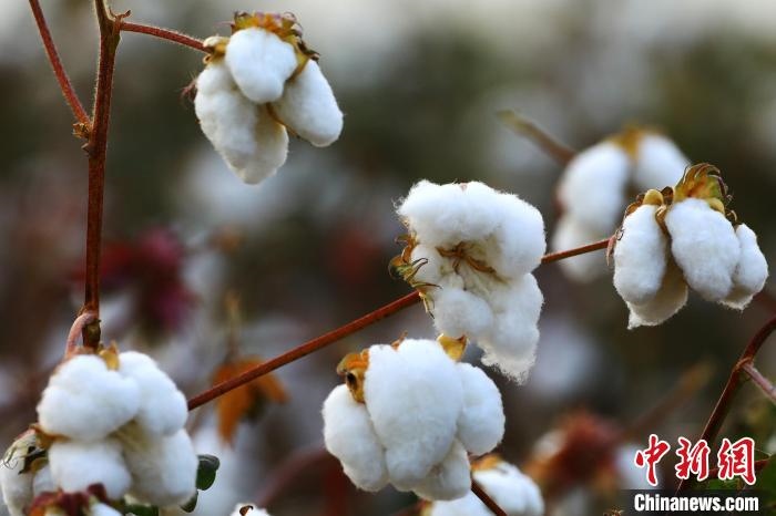 朵朵棉花吐絮盛開(kāi)?！⑵G敏 攝