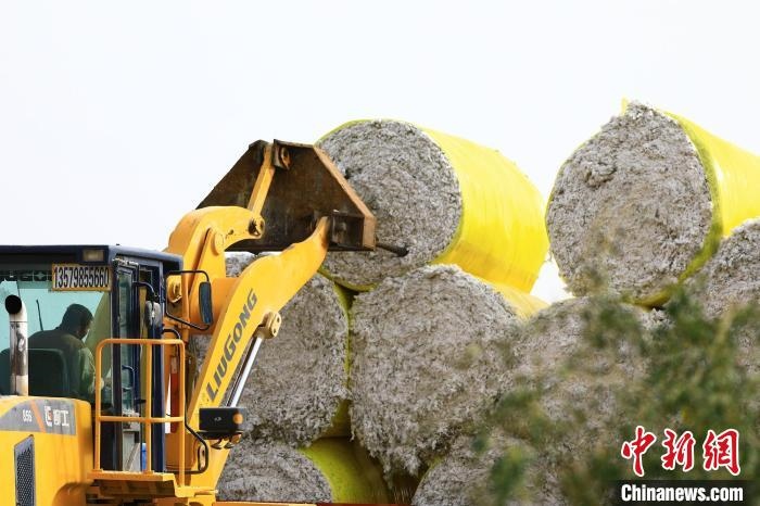 叉車(chē)將采棉機(jī)吐出的“金蛋蛋”裝車(chē)?！「唠p強(qiáng) 攝