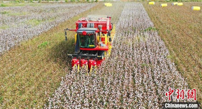 采棉機(jī)正在采收棉花，猶如在五線(xiàn)譜上跳動(dòng)的音符，正在演奏豐收的樂(lè)章?！∷谓?攝