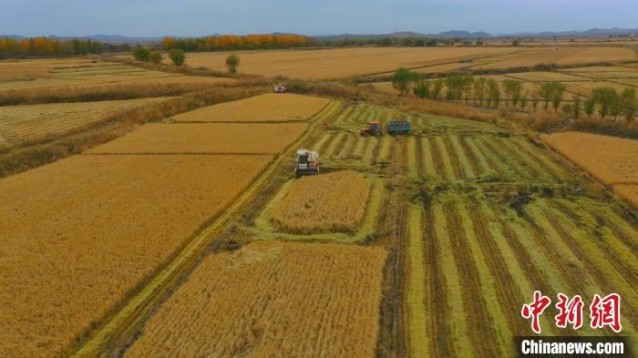 圖為科右中旗杜爾基鎮(zhèn)雙金嘎查的萬畝水稻田進入集中收割期?！≮w殿威 攝