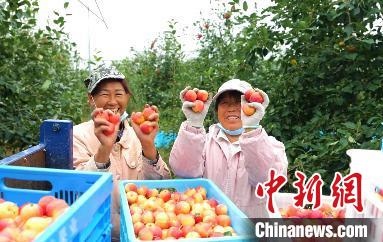 圖為興安盟沙果迎豐收?！】朴仪捌煳麄鞑抗﹫D