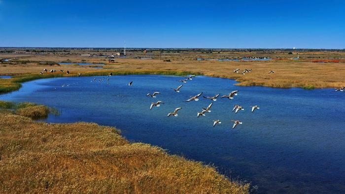△黃河三角洲擁有天然蘆葦270平方公里，是東北亞內(nèi)陸和環(huán)西太平洋鳥類遷徙重要的“中轉(zhuǎn)站”、越冬地和繁殖地。(總臺(tái)央視記者李煒、程鋮拍攝)