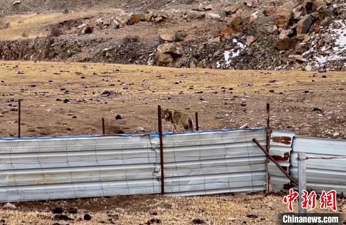 圖為闖入村民家中的野狼?！∨d?？h公安局溫泉派出所供圖