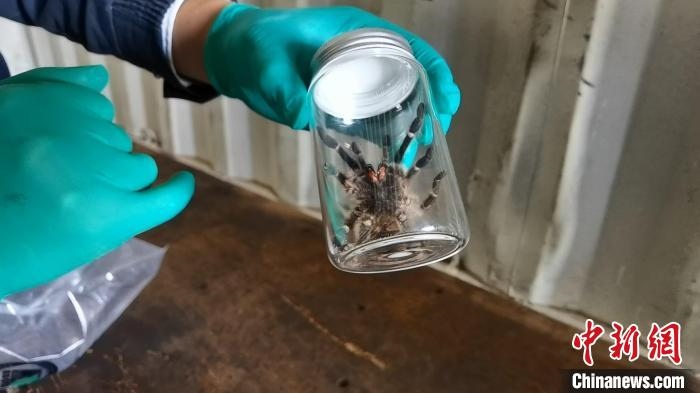 張家港海關(guān)工作人員截獲捕鳥(niǎo)蛛?！⊥踅〕?攝