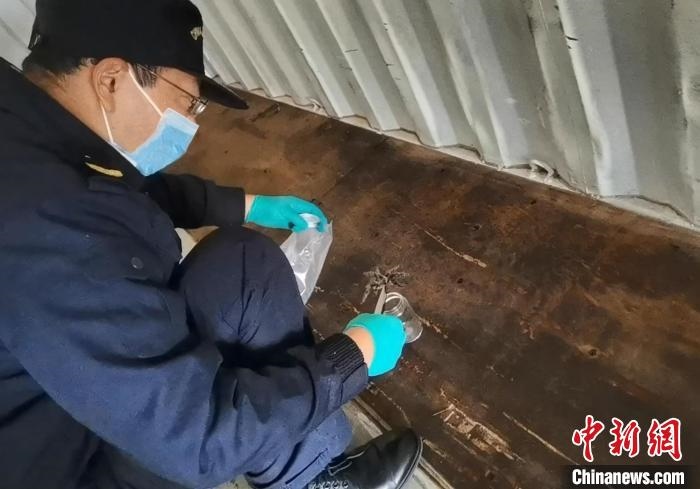 張家港海關(guān)工作人員截獲捕鳥(niǎo)蛛?！⊥踅〕?攝