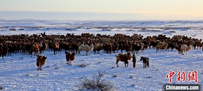 進(jìn)入冬季，駱駝在戈壁灘上散養(yǎng)?！」o琨 攝