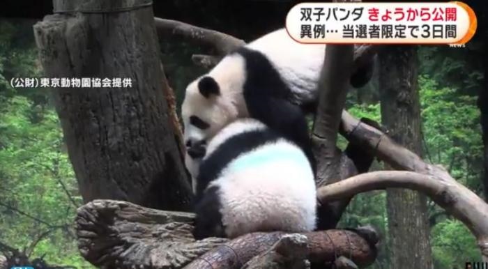 12日，日本東京上野動物園的旅日雙胞胎熊貓開始同游客見面。(圖片來源：日本富士電視臺視頻截圖)