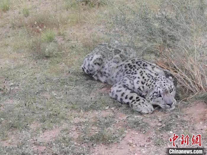 圖為在四子王旗發(fā)現(xiàn)的雪豹(資料圖)。　四子王旗警方供圖