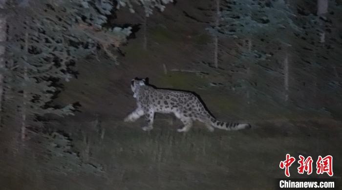 圖為被放歸自然的雪豹(資料圖)?！?nèi)蒙古林草局供圖。