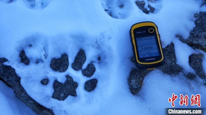 圖為疑似放歸雪豹的足跡(資料圖)?！?nèi)蒙古賀蘭山國(guó)家級(jí)自然保護(hù)區(qū)供圖