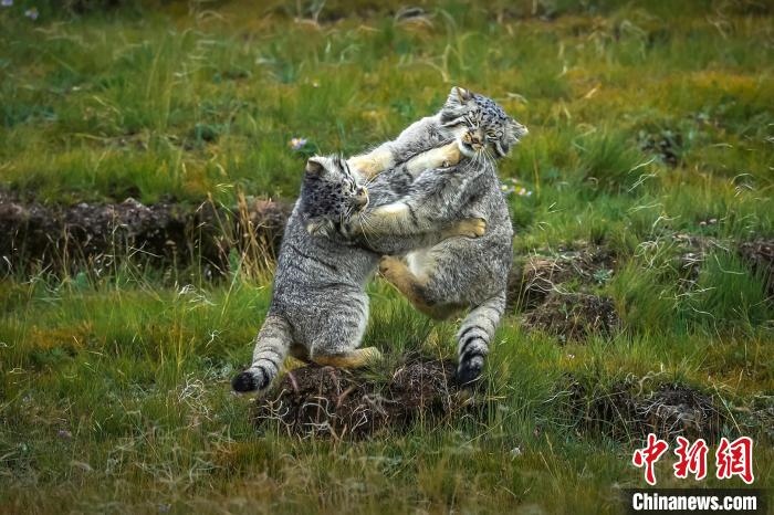 圖為作品《難分伯仲》?！〗股?攝