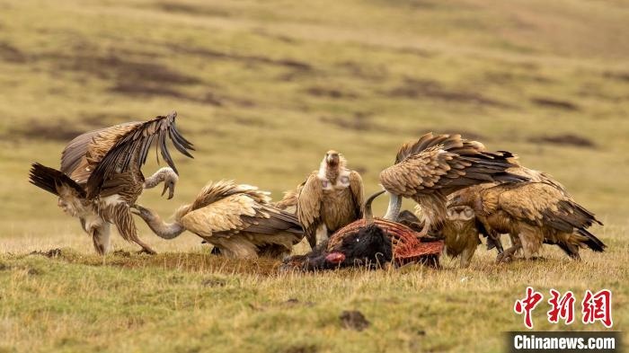 圖為作品《聚會》?！℃夭疾夭爬?攝