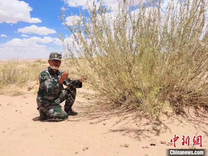 圖為謝寶民查看梭梭長勢?！∈茉L者供圖