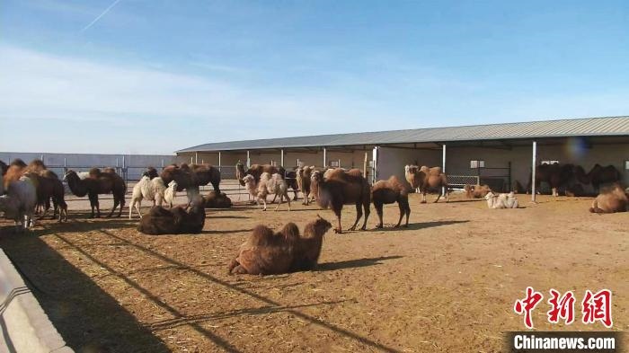 圖為額濟(jì)納旗駝奶產(chǎn)業(yè)基地?！⊥蹰L(zhǎng)梅 攝