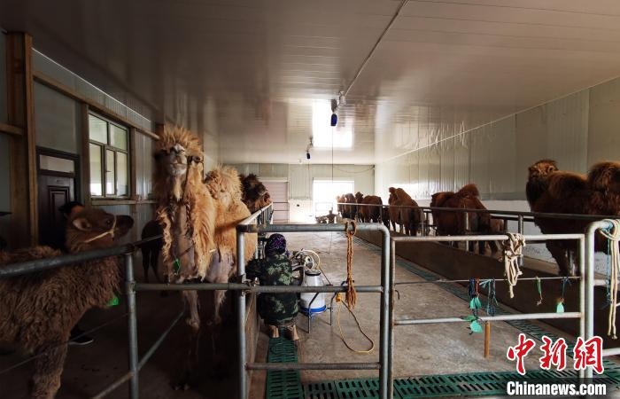 圖為共人正在給駱駝擠奶。　王長(zhǎng)梅 攝