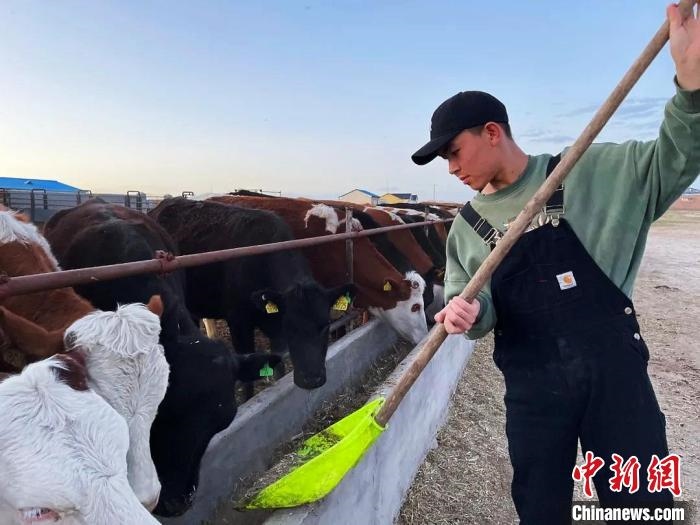 圖為敖木希勒在喂牛。　敖木希勒供圖