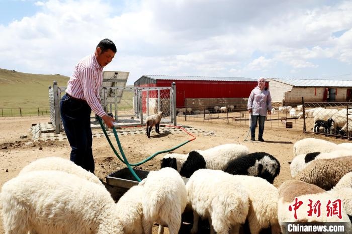 圖為圖門(mén)達(dá)來(lái)在喂羊。　張署雁 攝