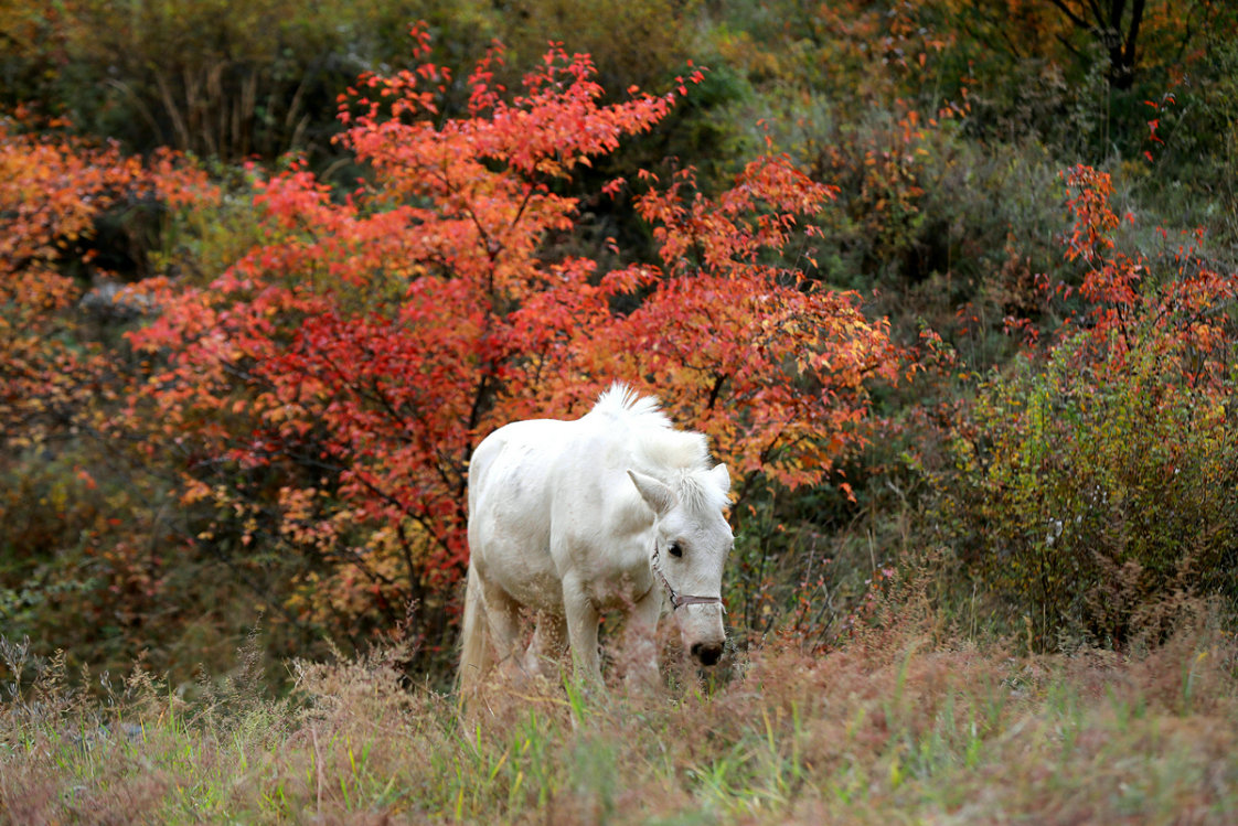 飛閱內蒙古 ∣ 層林盡染大青山