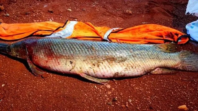 1667095014154785.jpg 3801213fb80e7becaa8cf93eab4697339a506b0b.webp.jpg