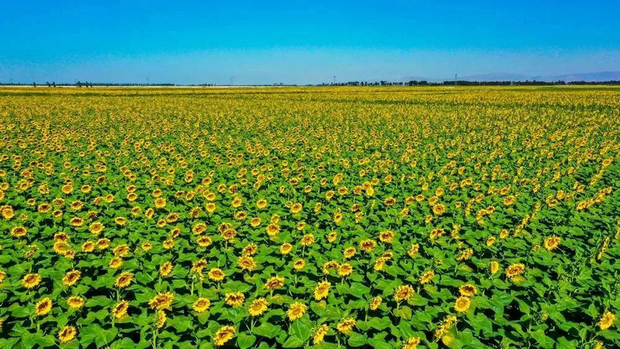 1736739389105479.jpg _DSC2271.JPG