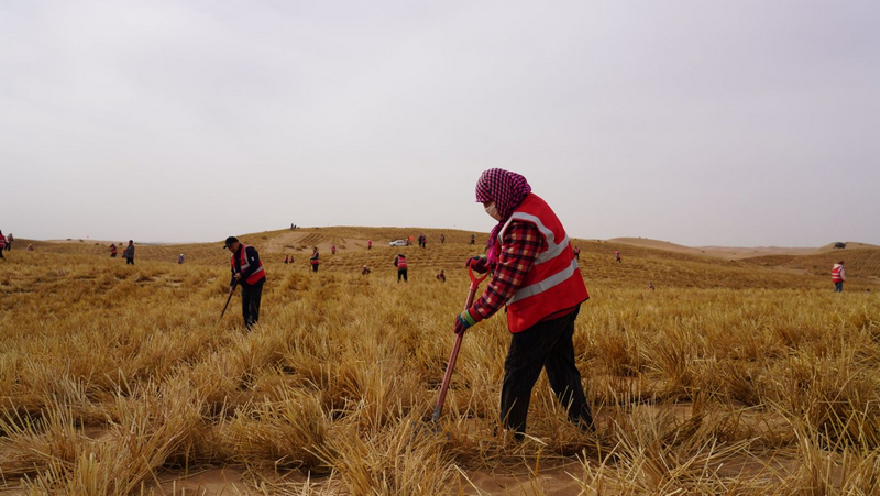 1772265266536692.png 阿拉善治沙人員將一束束稻草扎進(jìn)沙海穩(wěn)固流沙png.png