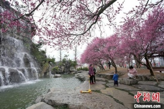 2月23日，市民在乾藝梅園景區(qū)觀賞綻放的梅花。陳興輝 攝