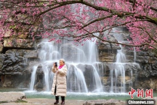 2月23日，市民在乾藝梅園景區(qū)拍攝綻放的梅花。瞿宏倫 攝