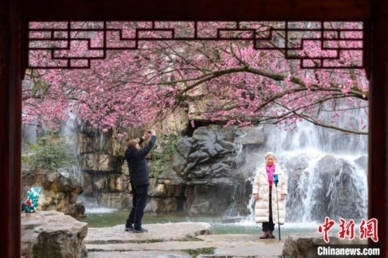 2月23日，市民在乾藝梅園景區(qū)觀賞拍攝綻放的梅花。瞿宏倫 攝