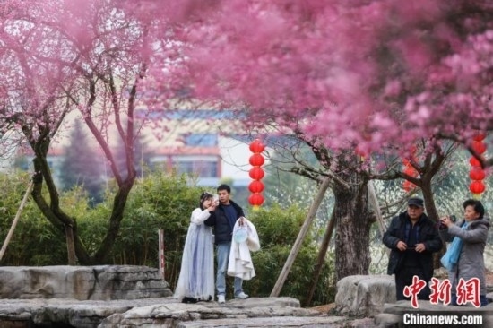2月23日，市民在乾藝梅園景區(qū)觀賞綻放的梅花。瞿宏倫 攝