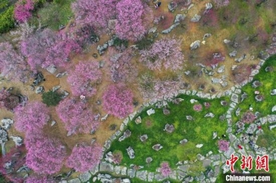 2月23日，航拍乾藝梅園景區(qū)綻放的梅花。瞿宏倫 攝