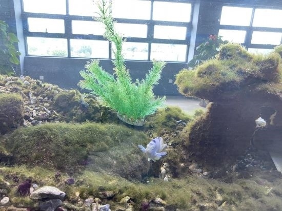 圖為寶鋼湛江鋼鐵水控中心，觀賞海魚在鋼渣漁礁里游動(dòng)