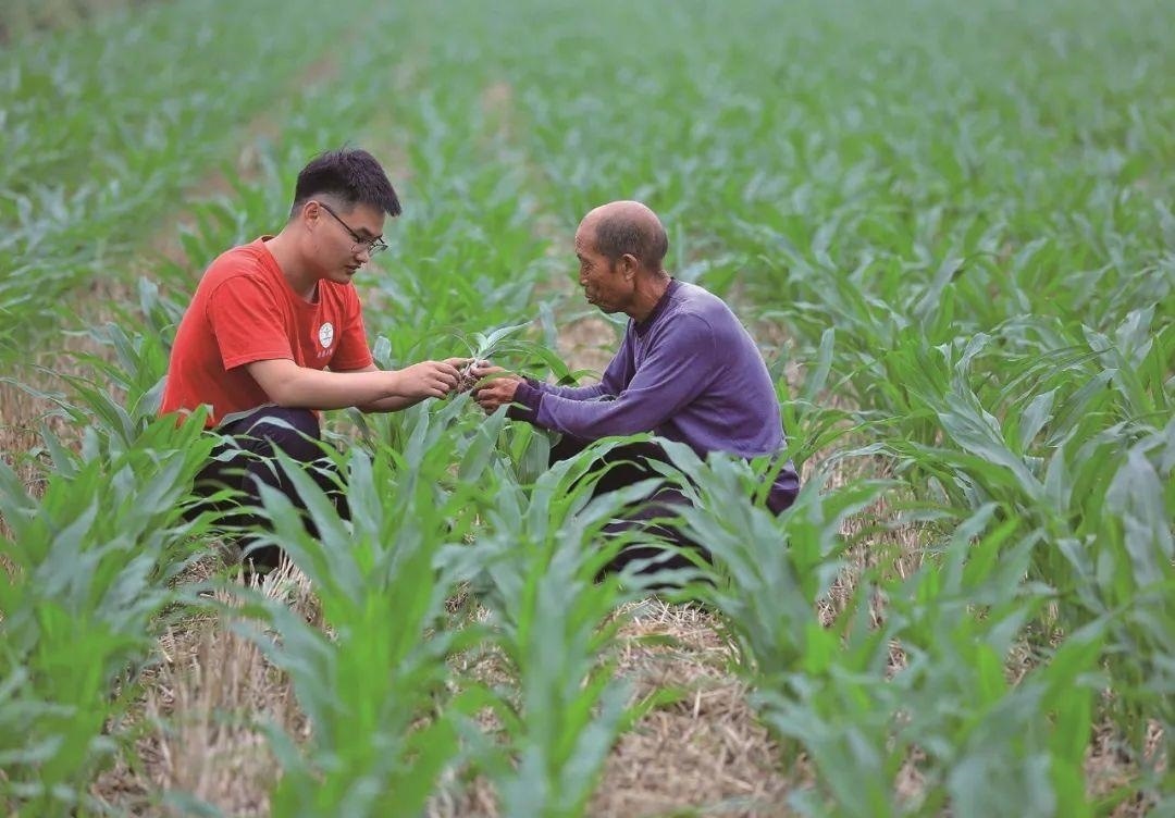 △科技小院的學(xué)生在給村民講解玉米種植知識(shí)。