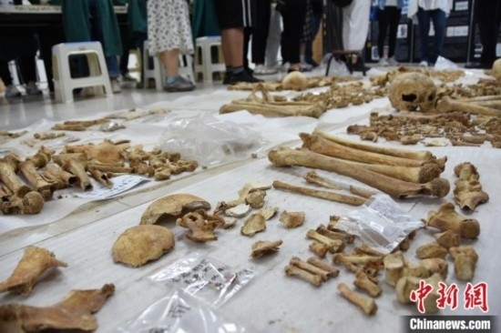 圖為已清理完畢的骨骼標(biāo)本。王宇 攝