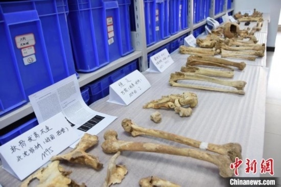 圖為已清理完畢的骨骼標(biāo)本。王宇 攝