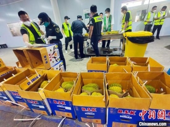 圖為海關(guān)關(guān)員對進口榴蓮進行查驗。黃艷梅 攝