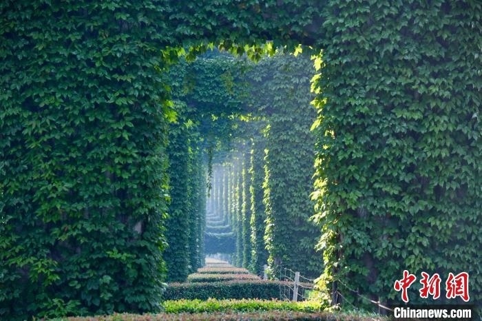 成都二環(huán)高架橋墩被植被爬滿，形成“綠野仙蹤”景觀?！埨?攝