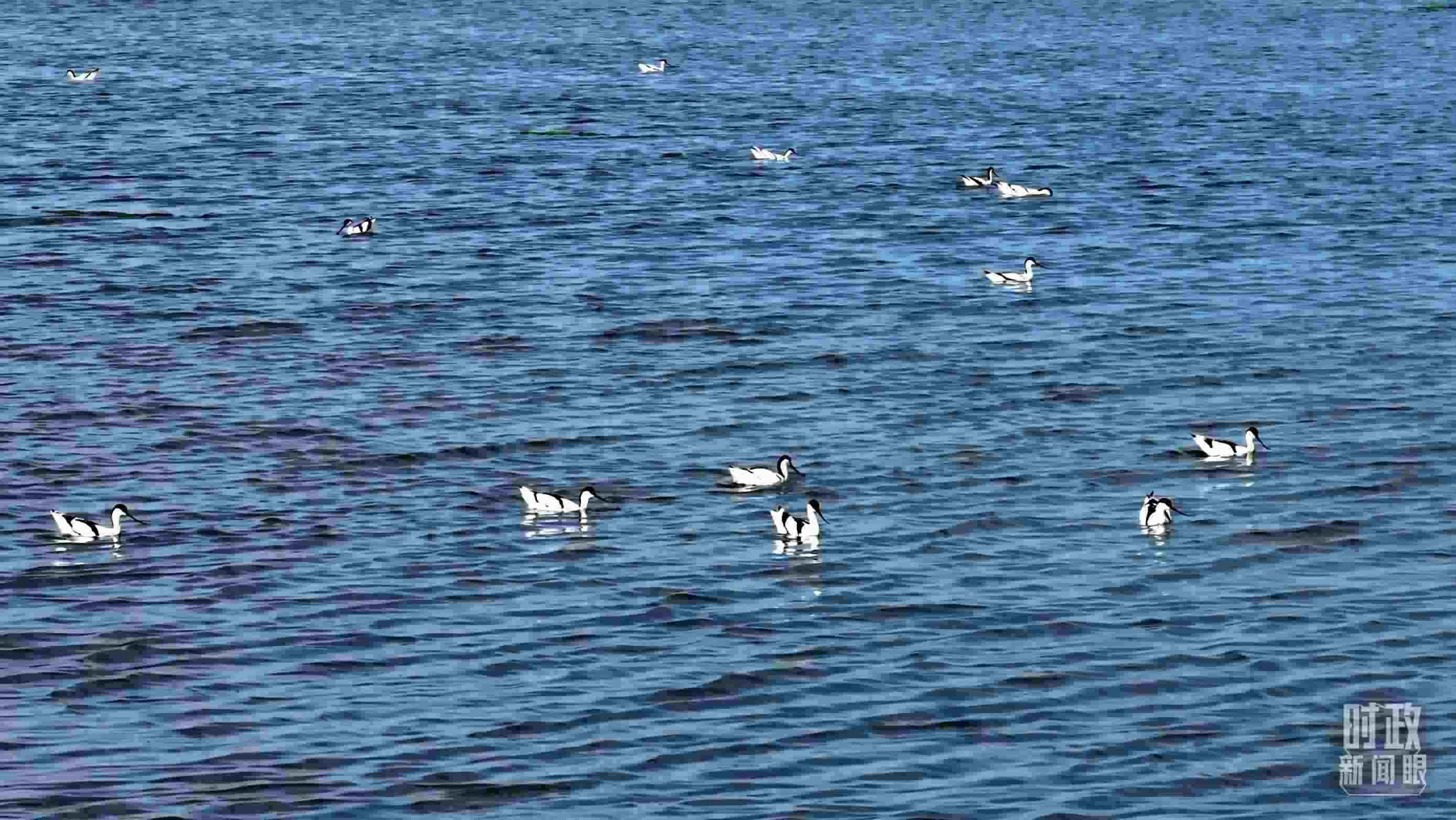 △鹽湖棲息的鳥類。（總臺記者裴大偉、康曉宇拍攝）