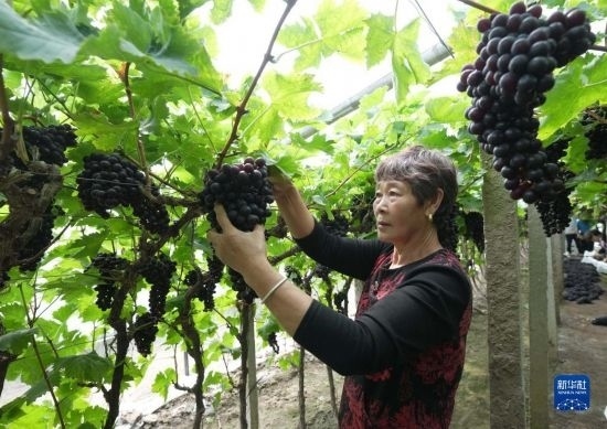 5月26日，唐山市海港經(jīng)濟(jì)開發(fā)區(qū)王灘鎮(zhèn)趙灘村農(nóng)民在大棚內(nèi)采摘葡萄。