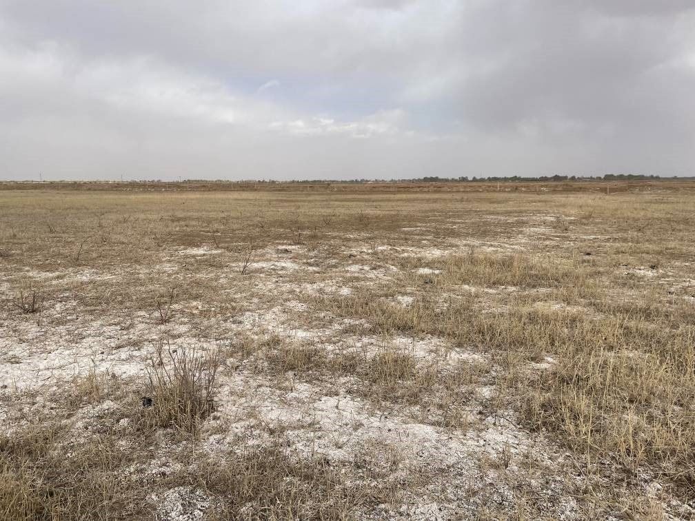 撂荒后的部分地塊已現(xiàn)鹽堿。 人民網(wǎng)記者 楊喬攝
