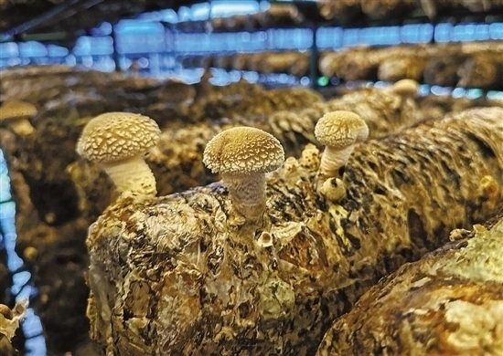龍游數(shù)智大棚種植的花菇。 記者 祝梅 攝