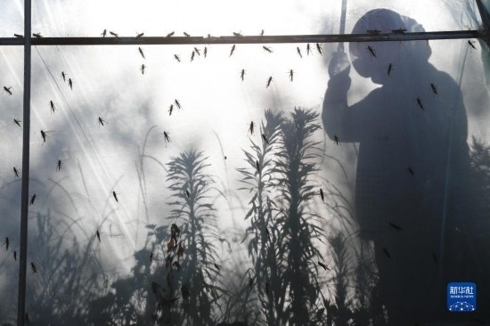 6月21日，山東省樂陵市西段鄉(xiāng)岔河村東亞飛蝗養(yǎng)殖基地的養(yǎng)殖戶在大棚內(nèi)忙碌。新華社記者 范長國 攝