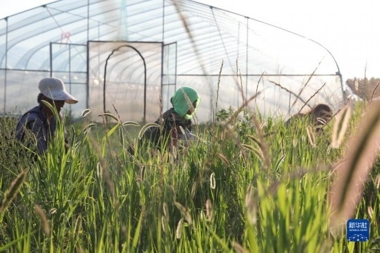 6月21日，山東省樂陵市西段鄉(xiāng)岔河村東亞飛蝗養(yǎng)殖基地的螞蚱養(yǎng)殖戶在割草。新華社記者 范長國 攝