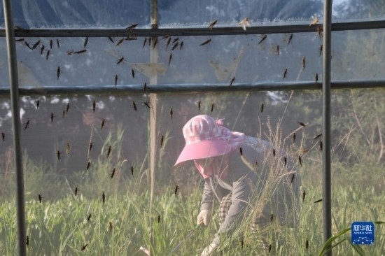 6月21日，山東省樂陵市西段鄉(xiāng)岔河村東亞飛蝗養(yǎng)殖基地的螞蚱養(yǎng)殖戶在割草。新華社記者 范長國 攝