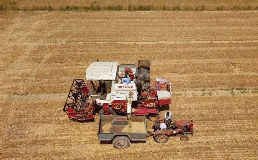 2023年6月14日，在山東省臨邑縣林子鎮(zhèn)，聯(lián)合收割機(jī)在收獲小麥。