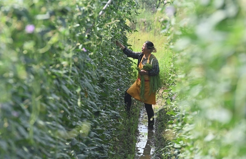 2023年6月15日，在廣西柳州市鹿寨縣中渡鎮(zhèn)石墨村，村民在高標(biāo)準(zhǔn)農(nóng)田里采收豆角。