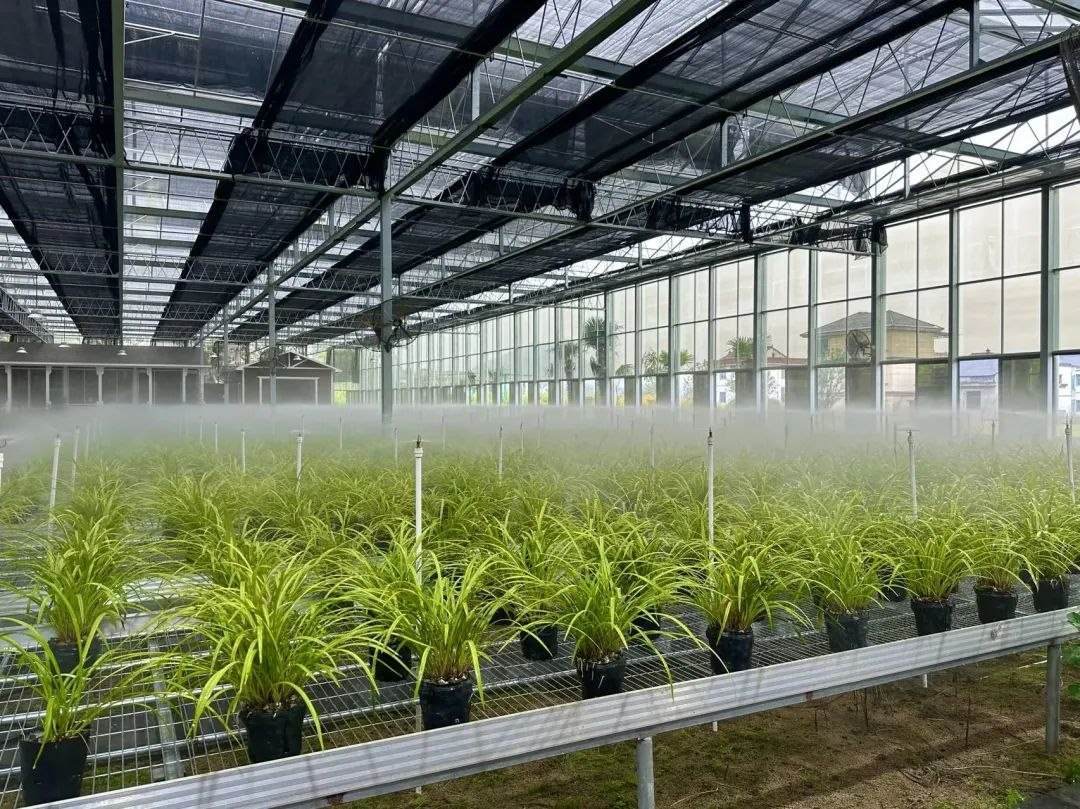 浙江省紹興市柯橋區(qū)漓渚鎮(zhèn)棠棣村的蘭花種植基地。靜玄 攝