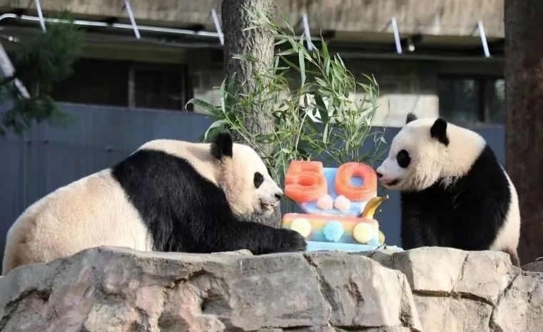 2022年，美國國家動物園舉辦活動慶祝大熊貓抵美50周年，園方為大熊貓“美香”“添添”和“小奇跡”一家三口準備了有“50”字樣的冰凍水果蛋糕。（圖片來源：雅安市廣播電視臺）