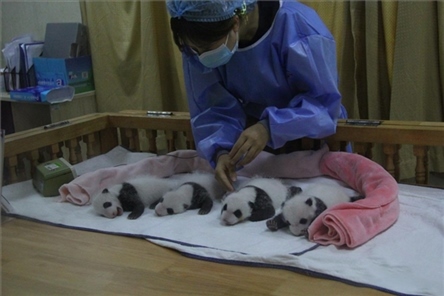 成都大熊貓繁育研究基地成立于1987年，先后攻克了大熊貓人工飼養(yǎng)與管理、繁殖與育幼、疾病防控與種群遺傳管理等關鍵技術難題，建成全球最大的大熊貓人工繁育遷地保護種群，數量達230余只。（圖片來源：成都大熊貓繁育研究基地網站）