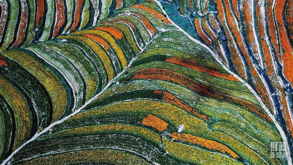 寧夏彭陽(yáng)縣。萬(wàn)壽菊與格?；ㄊ㈤_(kāi)在錯(cuò)落的山間梯田上。（總臺(tái)國(guó)廣記者李晉拍攝）