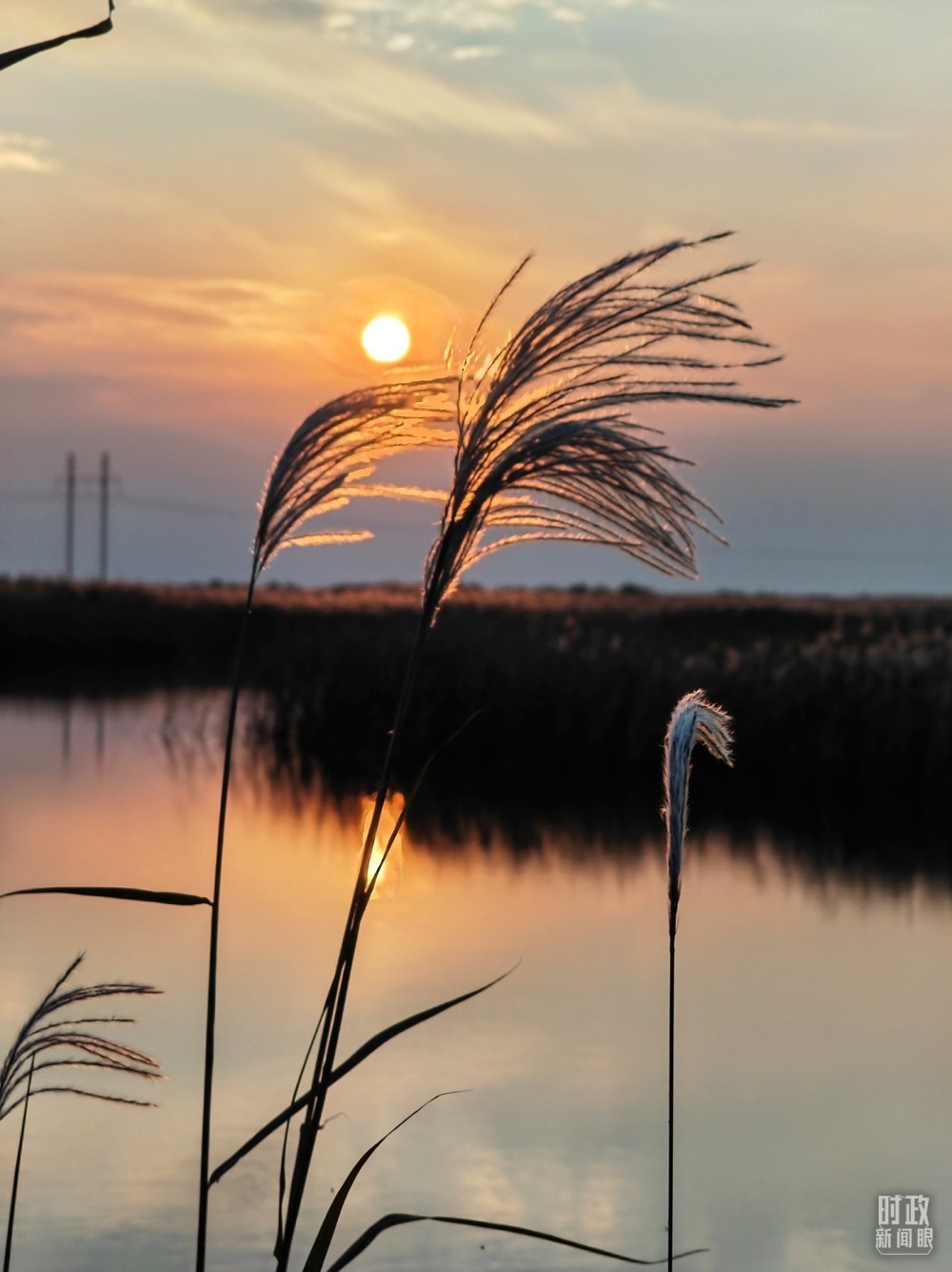 2021年10月，習(xí)近平赴山東東營(yíng)考察黃河入?？?。黃河三角洲濕地，蘆葦飄蕩。（總臺(tái)央視記者彭漢明拍攝）